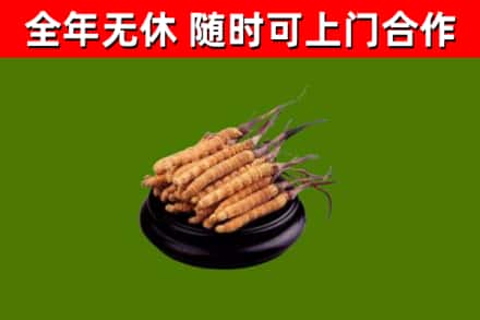 崇明回收冬虫夏草